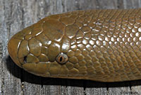 Northern Rubber Boa