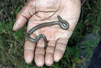 Northern Rubber Boa