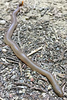 Northern Rubber Boa