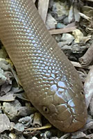 Northern Rubber Boa