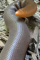 Northern Rubber Boa