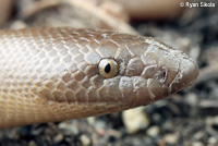 Northern Rubber Boa