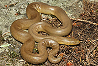 Northern Rubber Boa