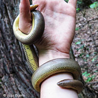 Northern Rubber Boa