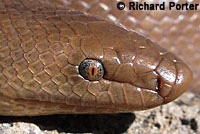 Northern Rubber Boa