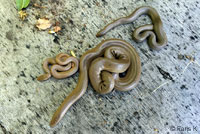 Northern Rubber Boa