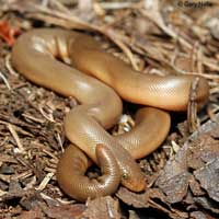 Northern Rubber Boa