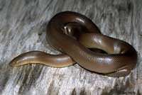 Northern Rubber Boa