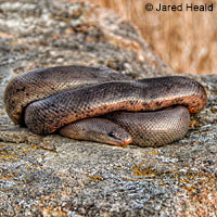 Northern Rubber Boa