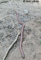 Northern Rubber Boa