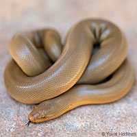 Northern Rubber Boa