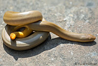 Northern Rubber Boa