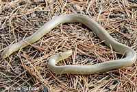 Northern Rubber Boa