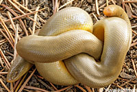 Northern Rubber Boa