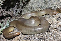 Northern Rubber Boa