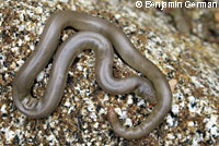 Northern Rubber Boa