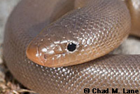 Northern Rubber Boa