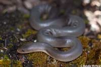 Northern Rubber Boa