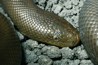 Northern Rubber Boa