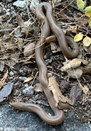 Northern Rubber Boa