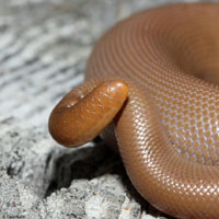 Northern Rubber Boa