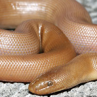 Northern Rubber Boa