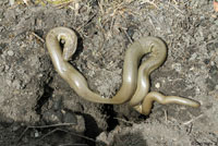 Northern Rubber Boa