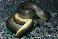 Northern Rubber Boa