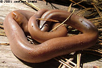 Northern Rubber Boa