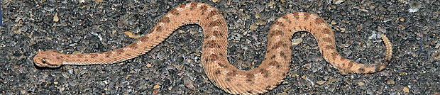 Mohave Desert Sidewinder