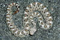 Mohave Desert Sidewinder