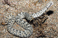 Mohave Desert Sidewinder