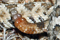 Mohave Desert Sidewinder