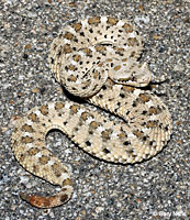 Mohave Desert Sidewinder