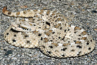 Mohave Desert Sidewinder