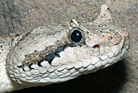 Mohave Desert Sidewinder