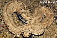 Mohave Desert Sidewinder