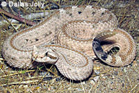 Mohave Desert Sidewinder