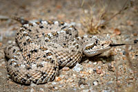 Mohave Desert Sidewinder