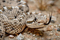 Mohave Desert Sidewinder