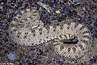 Mohave Desert Sidewinder