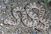 Mohave Desert Sidewinder