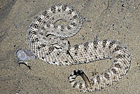 Mohave Desert Sidewinder