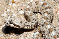 Mohave Desert Sidewinder