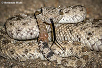 Mohave Desert Sidewinder