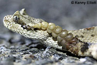 Mohave Desert Sidewinder