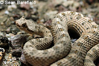 California Lyresnake