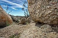 Mohave Desert Sidewinder