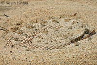 Mohave Desert Sidewinder