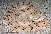 Colorado Desert Sidewinder